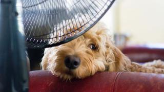 ¿Cuáles son los efectos del aire acondicionado en tu mascota y por qué no debemos exponerlas?
