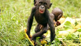 Bonobos, una especie de simios que prefiere compartir su comida con desconocidos