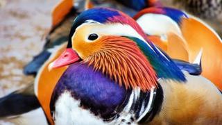 [BBC] ¿Cómo es posible que un pato mandarín hembra se haya transformado en macho?