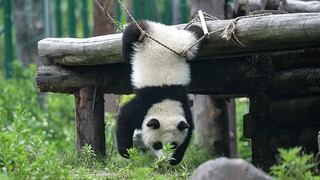 Así se vive en una guardería de pandas gigantes en China