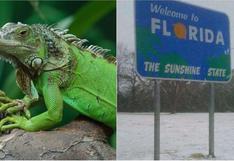 Estados Unidos alerta que las iguanas congeladas caerán de los árboles en Miami