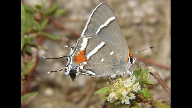 Dos mariposas únicas de la Florida en peligro de extinción - 1