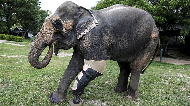 Crean prótesis para la pata de una elefante en Tailandia - 1