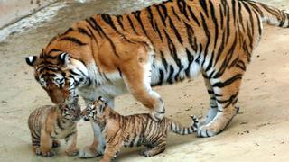 China admite pocos avances en lucha contra extinción de tigre siberiano
