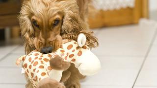 Cuatro actividades divertidas que puedes hacer con tu mascota en cuarentena