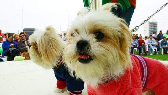 San Miguel tendrá registro de perros para control de mascotas