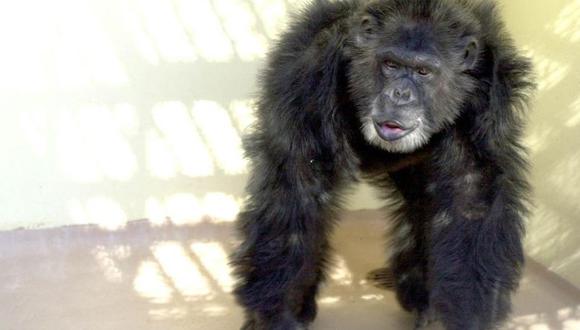 Frodo vivía en un Parque Nacional de Tanzania y mostraba constantes actitudes en contra de los humanos. (FOTO: AFP).