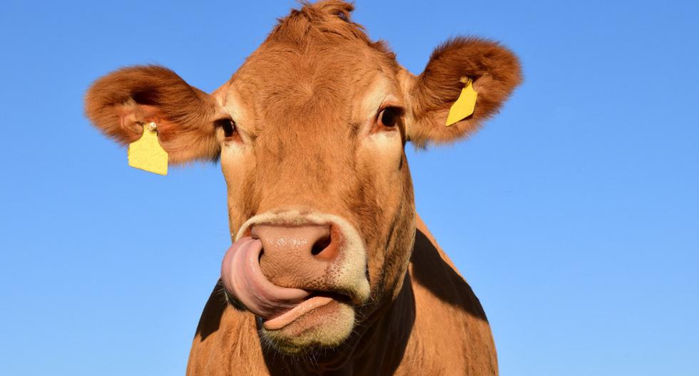 Una amistosa vaca protagonizó una hilarante escena que causa sensación en YouTube. (Foto: Pixabay/Referencial)