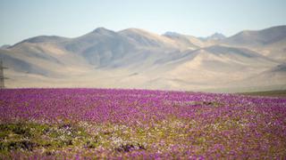 El desierto más árido del mundo es un jardín florido por las lluvias [FOTOS]