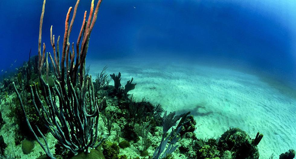 Los corales mueren si se mantienen blanqueados durante un período de tiempo prolongado, algo que ha ocurrido en el Pacífico nipón a causa de altas temperaturas. (Foto: Pixabay.com)