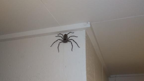 Esta araña gigante ya es parte de una familia en Australia. Se llama Charlotte. (Foto: Jake Gray / Facebook)