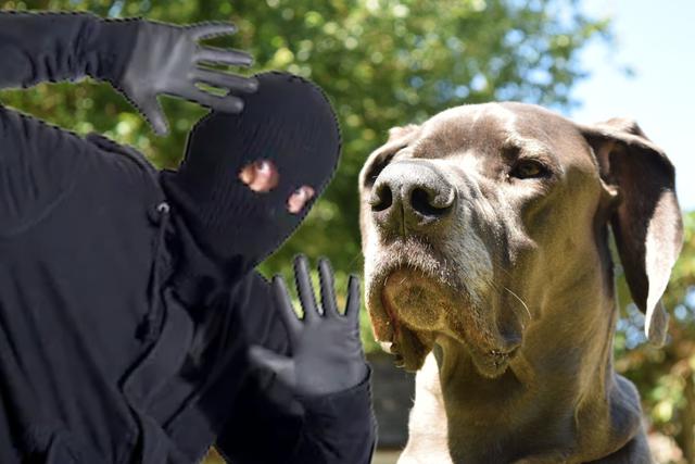 Un perro de raza gran danés le enseñó a un ladrón a no meterse en lugares que no le corresponden. (Foto: Pixabay/Referencial/Composición)