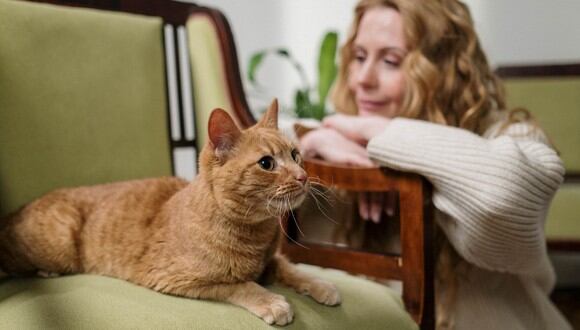 Trucos de limpieza  Remedios caseros para eliminar de tu casa los pelos de  tu perro y gato