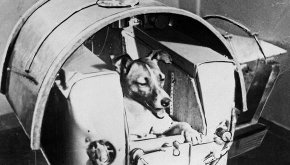 Un 3 de noviembre de 1957, la URSS lanza al espacio su segundo satélite (Sputnik II) con la perrita “Laika” a bordo, el primer ser vivo en orbitar la Tierra. (TASS / AFP).