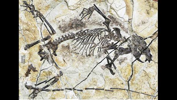 Nuevos fósiles del Jurásico explican evolución de los mamíferos