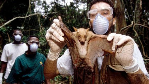 Investigadores que estudian el ébola tomaron muestras de murciélagos salvajes, que se cree que fueron la fuente de la "propagación" en humanos. (Foto: Science Photo Library)