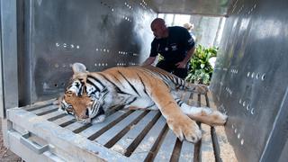 En fotos: tigres rescatados tienen un nuevo hogar