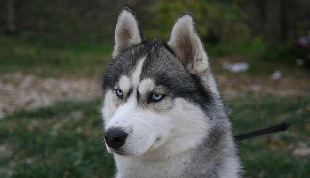Un perro de raza husky siberiano es el nuevo protagonista de un video viral de Facebook. (Foto: Pixabay)