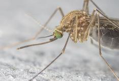 Científicos de EE.UU. localizan anticuerpos que protegen del zika 