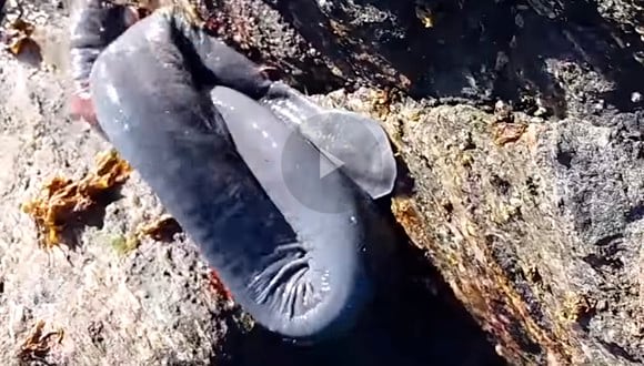 Esta fue la extraña criatura marina que apareció en las costas de una playa en Chile y que se hizo viral en YouTube en los últimos días. (Foto: National Geographic)