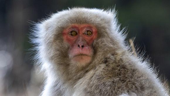 Capturan y matan en Japón a miembro de la banda de macacos que aterrorizó al pueblo de Yamaguchi. (Getty Images).