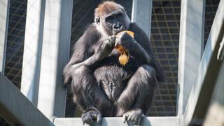 Gorilas pueden aprender por sí mismos hábitos de limpieza al comer