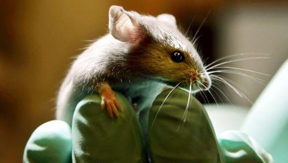Ratones transgénicos podrían ayudar a entender la tartamudez