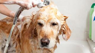 ¿Cómo bañar a nuestros perros durante la cuarentena?