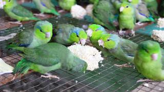 Chiclayo: 194 loros y reptiles estaban en bus rumbo a Lima