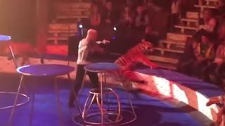 Tigre convulsiona en pleno acto de circo y genera la indignación en YouTube