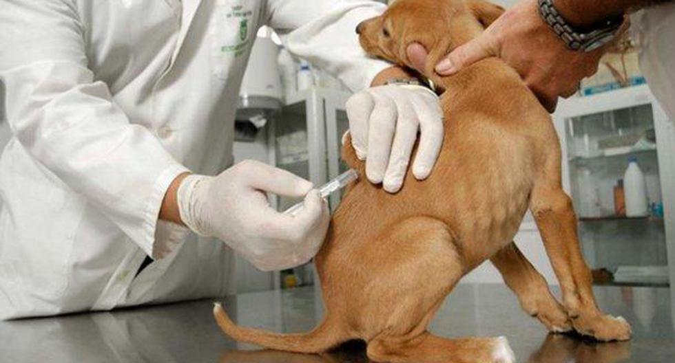Minsa vacunará contra la rabia a 1 millón 174,342 canes en Lima y Callao a fin de prevenir la enfermedad en estos animales. (Foto: Andina)