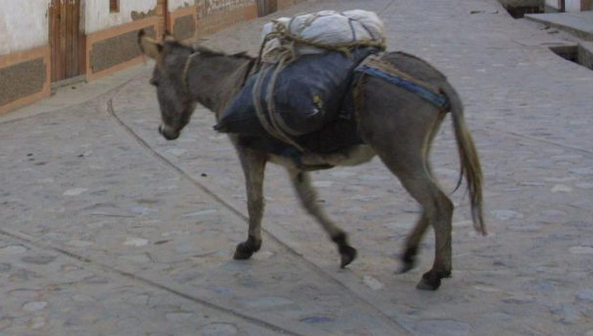 Jaén: agricultor murió tras ser aplastado por su propia mula