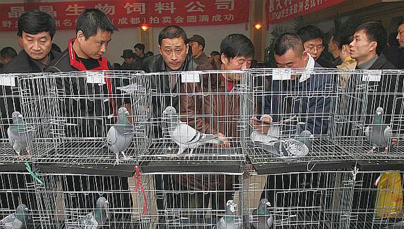China, el país donde una paloma puede valer más de US$350 mil