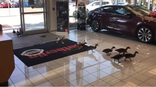 Mamá pato y sus crías invaden una tienda de autos y dueños les dan una tierna bienvenida
