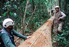 Osinfor alerta que se extrajeron más S/108 millones de madera ilegal en el último año