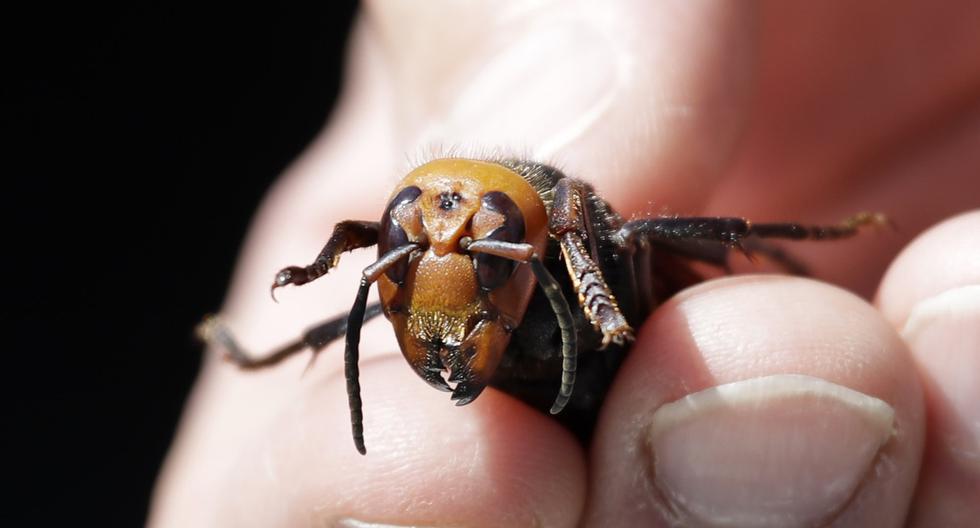 Imagen de archivo. El entomólogo del Departamento de Agricultura del Estado de Washington, Chris Looney, muestra un avispón gigante asiático muerto en Blaine. (AFP / POOL / Elaine Thompson).