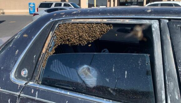 Aproximadamente 15 mil abejas ingresaron al auto de un hombre que se había ido de compras. (Foto: Las Cruces Fire Department / Facebook)