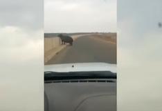 YouTube: la inesperada reacción de hipopótamo enojado al ver auto