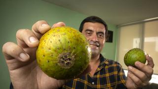 Sanky, el fruto peruano que tiene 10 veces más vitamina C que el limón