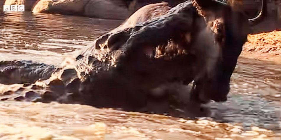Cocodrilo protagoniza brutal ataque a ñu que bebía agua en un río. El video se hizo viral en YouTube.