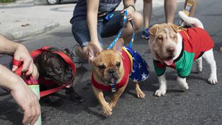 Perros celebran carnaval con fiesta propia en Río de Janeiro
