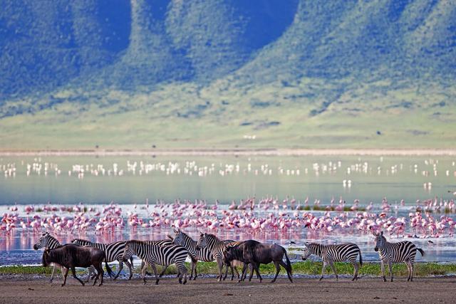 En el sector sur del área de conservación de Ngorongoro avistarás cebras, ñués y gacelas.(Fotos: iStock / Shutterstock)