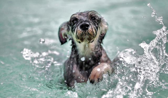 El perro aprendió a nadar en una piscina diminuta. (Foto referencial: Pixabay)