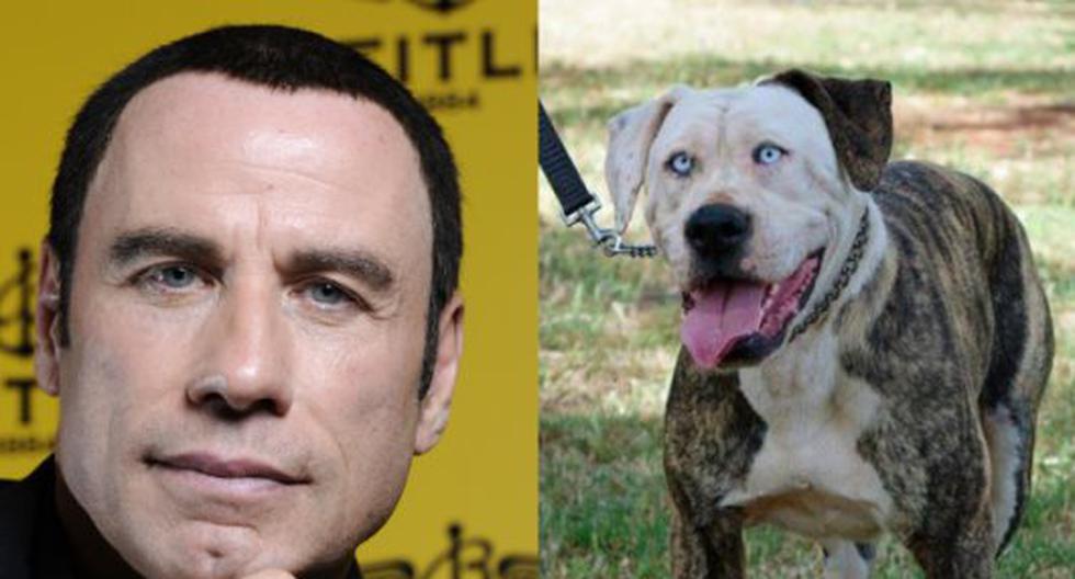 Perro parecido a John Travolta causa sensación en la red. (Foto: Getty Images/Facebook)