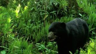 ¡Emocionante! Cámaras captan a un oso de anteojos en la Reserva Comunal El Sira