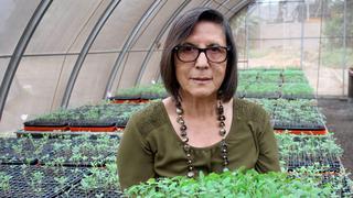 Científicas peruanas: Luz Gómez - Pando, la ingeniera agrónoma estudiosa de la quinua