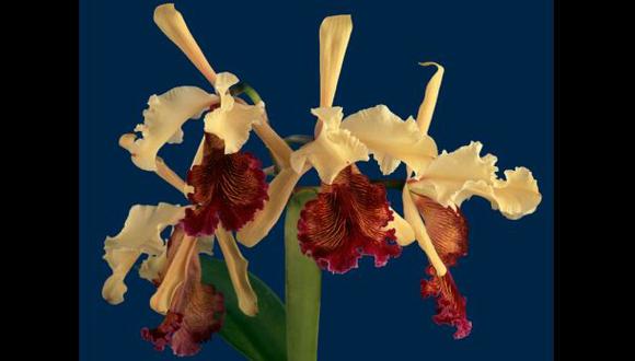 Describen una variación de la orquídea más bella del mundo