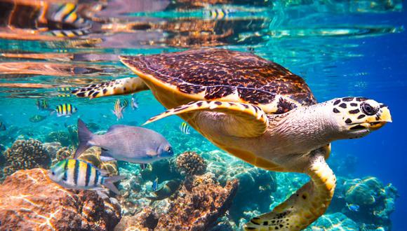 En los arrecifes de coral habita la cuarta parte de todas las especies marinas y esto beneficia a 500 millones de personas que viven en zonas tropicales. Foto: IPBES