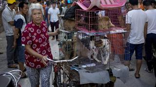 China celebra su mayor y polémico festival de carne de perro