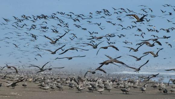 Primer ‘Big Day’ registró 121 aves en Arequipa
